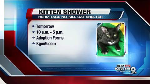 Hermitage holding "kitten shower" Saturday