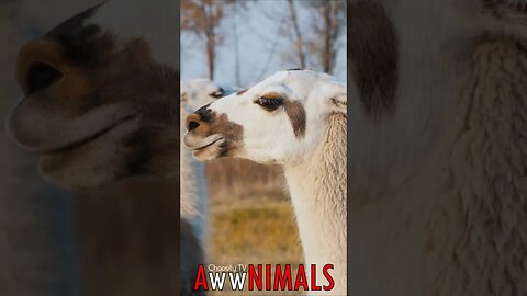 🤗 #AwwNIMALS - Happy Alpacas 💕