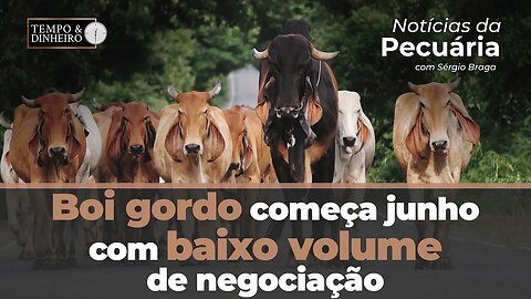 Boi gordo começa junho com baixo volume de negociação