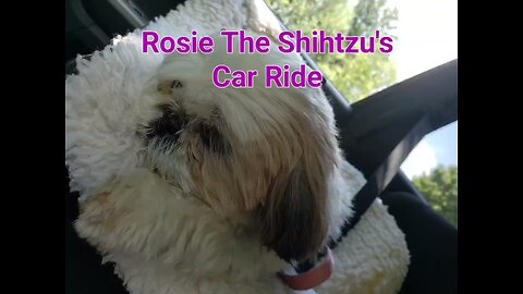Rosie The Shihtzu And Her Car Ride