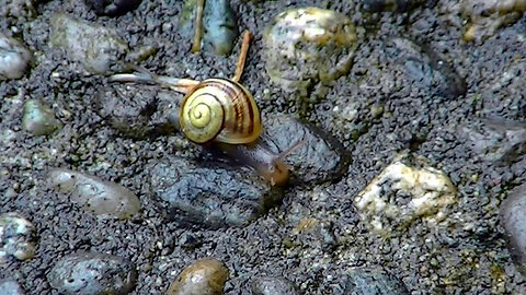 IECV NV #628 - 👀 Baby Snail Crawling Along The Ground 🐌6-13-2018