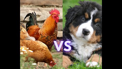 Crazy Dog vs Chicken Encounters 😍 Cutest Critters 😍