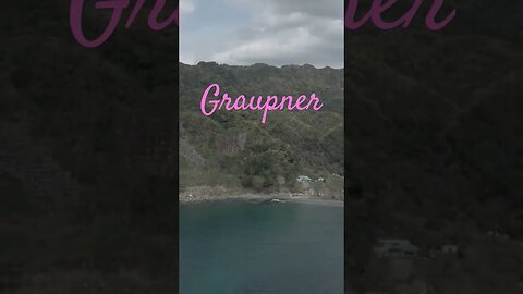 Graupner - Subscribe For More #shorts #graupner #classicalviolin