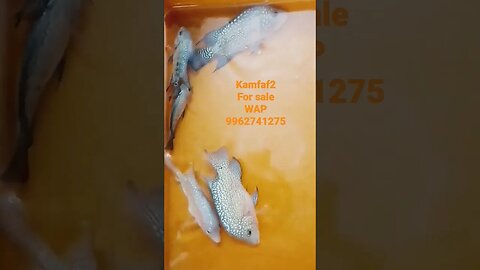 Flipper Series 2.5 Kamfaf2 for sale#shorts#youtubeshorts#flowerhorn