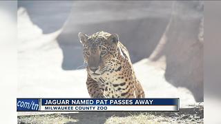 Milwaukee County Zoo's jaguar 'Pat' has died