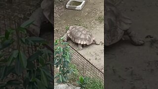 Turtle #turtle #viralreels #shortvideo #manilazoo