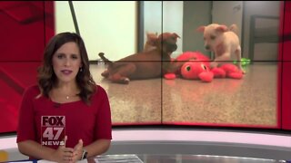 Local Humane Society saves 19 dogs from kill shelter