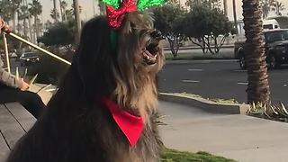 Dog models awesome Christmas antlers