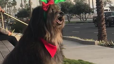 Dog models awesome Christmas antlers