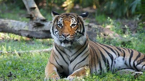 Palm Beach Zoo mourns loss of female Malayan tiger, Berapi