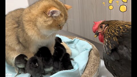 Fow friends Hen chicks find love through cat adoption