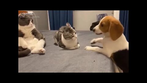 Funny animal video, funny animosities vedeo,