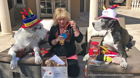 8 Year Old Great Dane Twins Enjoy Surprise Birthday Gifts