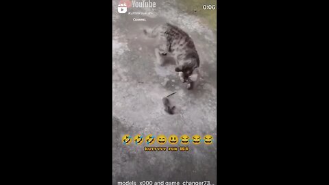 Trending funny cat and mouse trending comedy video 🤣🤣🤣🤣