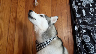 Symphonic Husky has thunderous howl