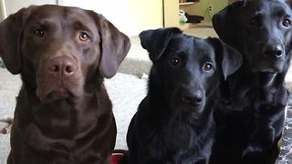 Three Dogs Watch Their Human Friend Snacks