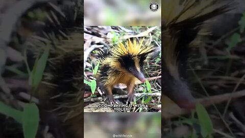 Streaked Tenrec 🦔 The Tiny Spiky Fury!