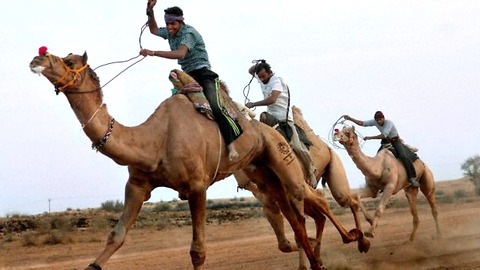 Indian Camel Racing