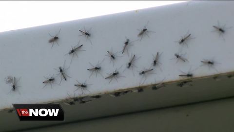 Large swarms of flies appear near Lake Michigan