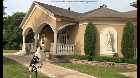 Funny Great Dane Get Distracted While Chasing Vulture Birds