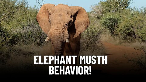 Why Do Elephants Go into Musth?