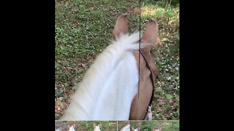 The best view ever is the view between my horses ears.