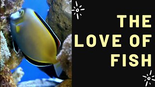 THE LOVE OF FISH