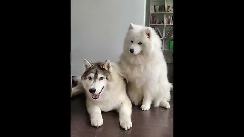 New Funny Animals Funniest Cats and Dogs Videos