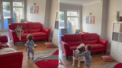 Toddler is extremely happy and hilariously laughing while playing with husky