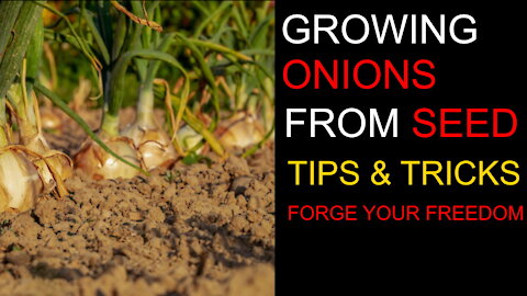 How to Start Onions from Seeds