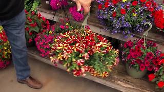 Hanging Baskets