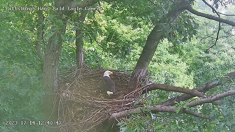 Hays Eagles Mom Eats Fish on Nest and Heraldic Pose on Nest Branch 7.14.23 12:42pm