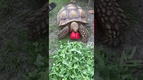 Tortellini fighting with a pepper #shorts #sulcata #sulcatatortoise #tortoise #redpepper