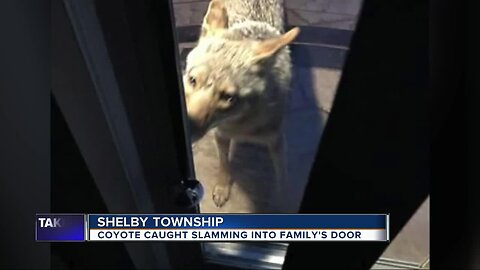 Woman wakes up to coyote on her front porch in Shelby Township