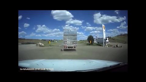 RAW: Dash camera footage of Yavapai County volunteer stopping semi with dog tied to back