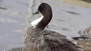 CatTV: black gray duck closer