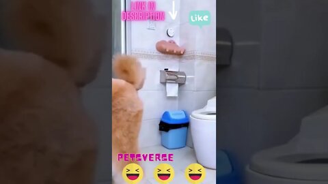 It's time to flush😂 ...|| funny dog || cute dog .......#shorts #funnydog #cutedog #funnyshorts