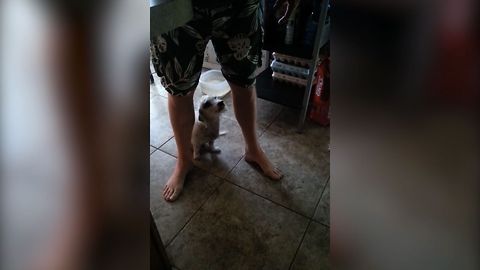 Adorable Puppy Hides Behind Dad At The Mention Of Bath Time