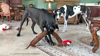 Funny Great Dane Love To Shake And Share Their Stuffy Toys