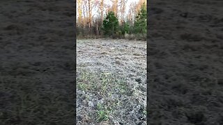 Hogs are destroying my Farm!