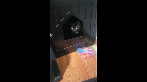 Kitty In Her Little House