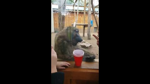 Prankster baboon scares kid at zoo