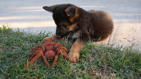 German Shepherd puppies take on robot spider