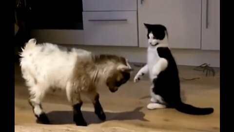 A kitten is playing with lamb