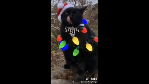 viral, Funny cats, and dog ,video funniest ,animals ever