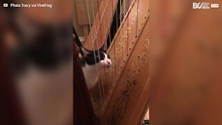 Ce chat "joue" de la harpe avec sa langue