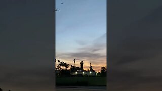 Silhouette of the Palm Trees At Sunset