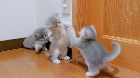 I'm worried because the fights between kittens who don't like to lose are so intense...