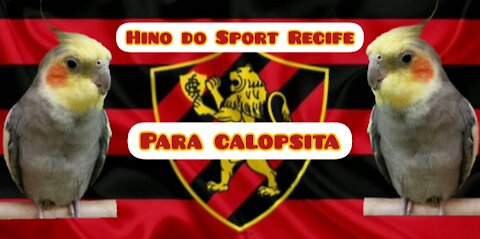 Hino do Sport Recife para calopsita