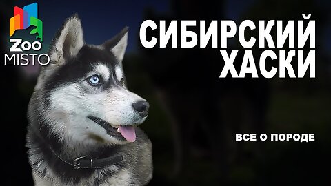 Siberian Husky - All about the dog breed | Dog breed - Siberian Husky →